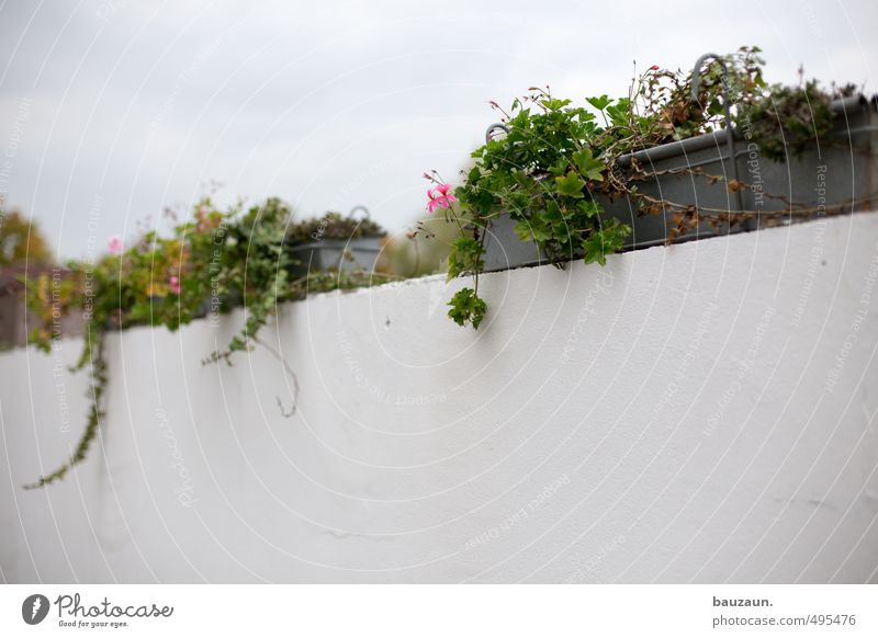 150 | . Garten Gartenarbeit Pflanze Blume Blatt Blüte Pelargonie Industrieanlage Park Platz Mauer Wand Wege & Pfade Stein Beton Metall Blühend verblüht