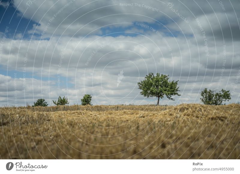 Abgeerntetes Kornfeld mit Obstbäumen am Horizont. Bewässerung natur kornfeld blume flower landwirtschaft papaver getreide gerste rye acker ackerbau feldblume