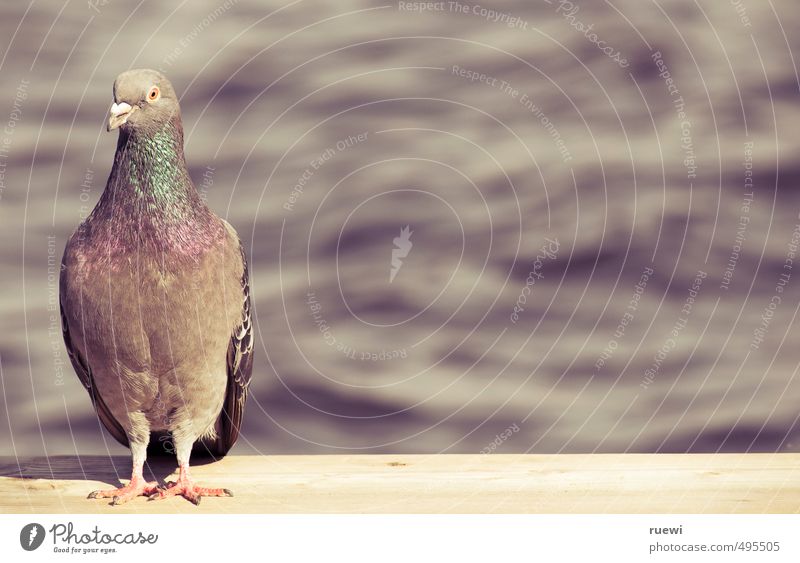 Bin ich schön? Umwelt Natur Pflanze Urelemente Wasser Frühling Sommer Schönes Wetter Seeufer Flussufer Tier Wildtier Vogel Taube 1 Holz Zeichen Brunft stehen