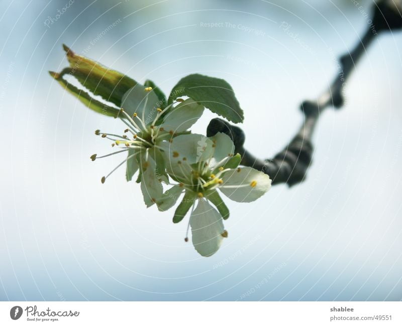 Zwetschgen gabs keine Pflaume Blüte Baum Frühling Himmel Ast