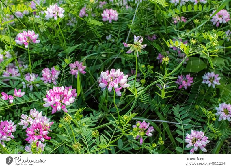 Kronenwurzel in der Wildnis im Sommer Blumenmuster Frühling natürlich Farbe Natur Blatt Tag Hintergrund dekorativ weiße Farbe Blütenblatt Muster Saison geblümt