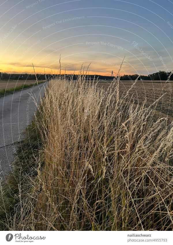 Feld Erntezeit Umwelt Farbfoto Menschenleer Außenaufnahme Schönes Wetter Acker idyllisch Jahreszeiten ruhig Stille Sommerzeit Felder schön warmes Licht