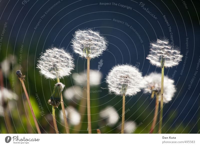 Dieses kleine Blümelein … Natur Pflanze Sommer Grünpflanze Wildpflanze Löwenzahn Löwenzahnfeld Wiese frei Freundlichkeit blau grün weiß Glück Fröhlichkeit