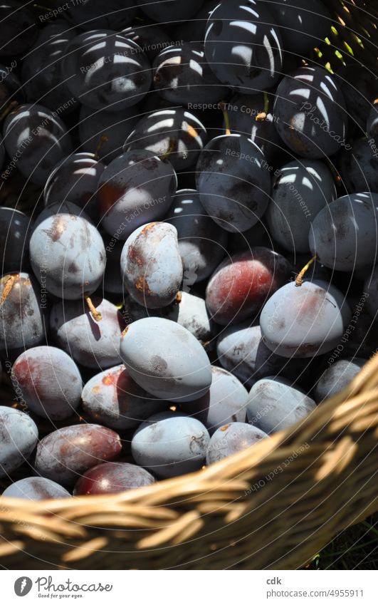 Der Herbst ist da. | Erntezeit | frisch geerntete Zwetschgen im Korb. Obst lecker Ernährung süß gesund fruchtig saftig Bioprodukte Gesunde Ernährung