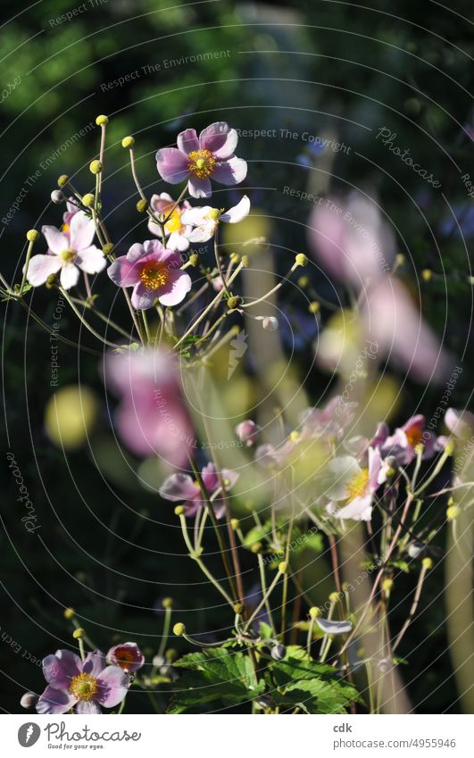 Herbstanemonen im Sonnenlicht Pflanze Blume Blüten rosa Natur Garten blühen pflanze wachsen Tag Tageslicht Flora Spätsommer spätsommerlich herbstlich grün