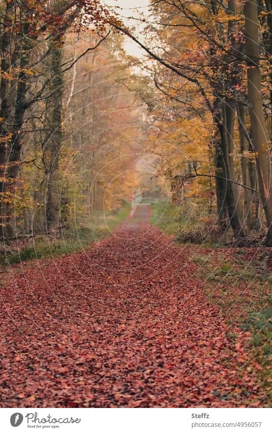 Waldweg im Herbst Herbstwald Herbstlaub Novemberwald Pfad Novemberblues Novemberbild Novemberlicht November-Blues Herbstblätter Herbstfärbung Herbstfarben