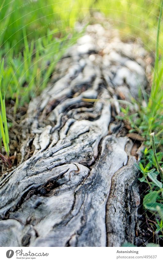 Wurzel Umwelt Natur Landschaft Pflanze Erde Sonnenlicht Sommer Wetter Schönes Wetter Baum Gras Wiese grau grün Muster Strukturen & Formen Baumrinde Linie Boden