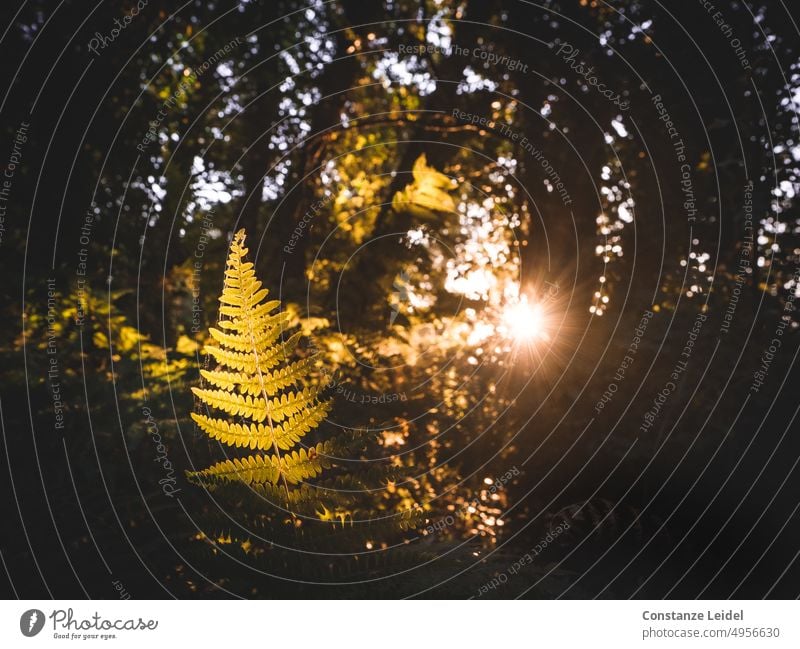 Farnblatt im morgendlichen Gegenlicht mit Sonnenstern Pflanze grün Natur Wald Blatt Sonnenlicht Sonnenstrahlen Morgenstimmung natürlich