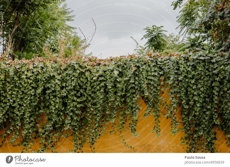 Gelbe Wand mit grüner Hedera hedera Hedera-Helix Mauer gelb Pflanze Efeu Blatt Natur Außenaufnahme Farbfoto Blätter Umwelt bewachsen Haus Kletterpflanzen