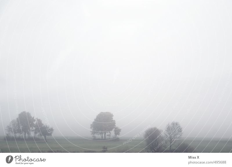 Schönes Wetter, gell?! Umwelt Natur Landschaft Herbst Winter schlechtes Wetter Unwetter Nebel Regen Baum Wiese Feld kalt trist grau Stimmung Traurigkeit Sorge