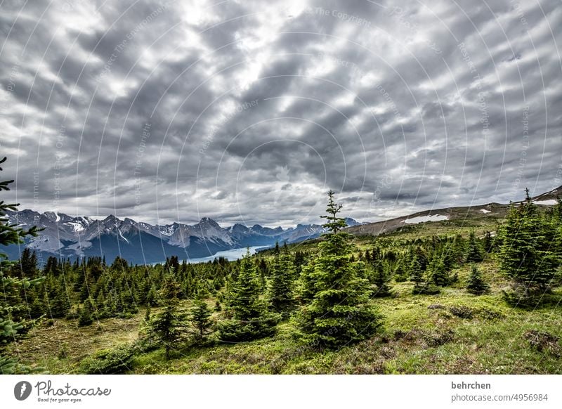 sogkraft Wetter Wolken beeindruckend hoch oben Rocky Mountains Wald Berge u. Gebirge Freiheit Ferien & Urlaub & Reisen Fernweh Ferne Menschenleer Farbfoto