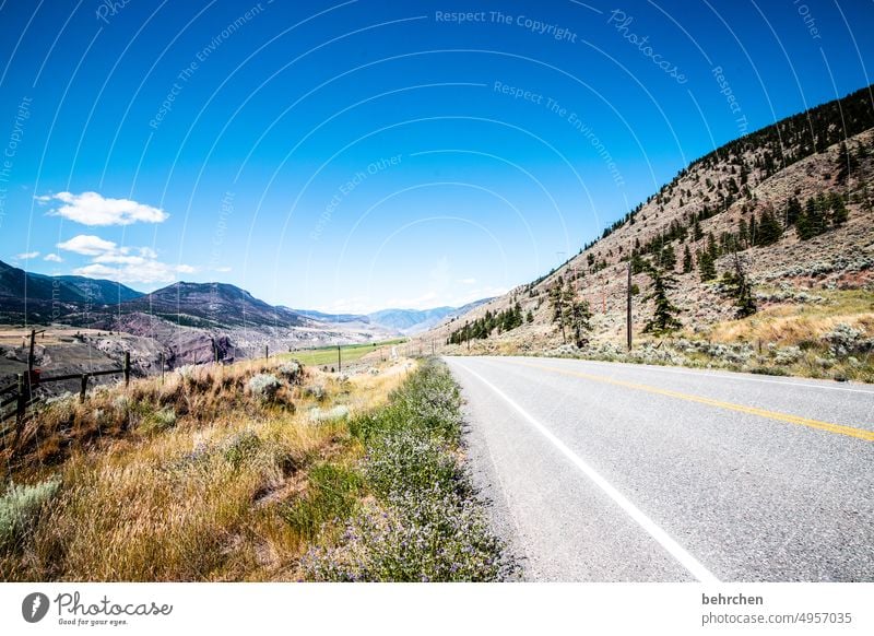 endlos Autofahrt Kanada reisen unterwegs Sonnenlicht British Columbia Nordamerika Landschaft Natur Idylle Außenaufnahme Freiheit Abenteuer Ausflug Wildnis