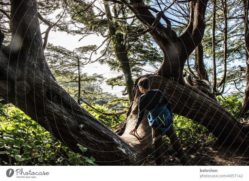 verwurzelt Kind Kindheit Sohn Junge knorrig Baumstamm Ausflug Ferien & Urlaub & Reisen Ferne Fernweh Vancouver Island fantastisch Farbfoto Freiheit Abenteuer