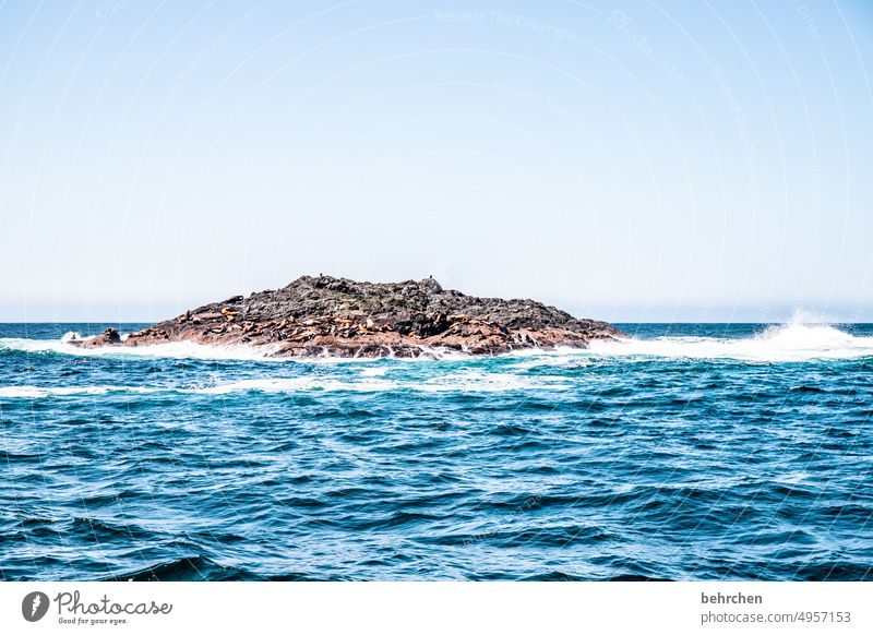 löwen des meeres Himmel Küste Felsen wild Wasser Meer beeindruckend besonders Natur British Columbia Nordamerika Kanada Freiheit Abenteuer Farbfoto