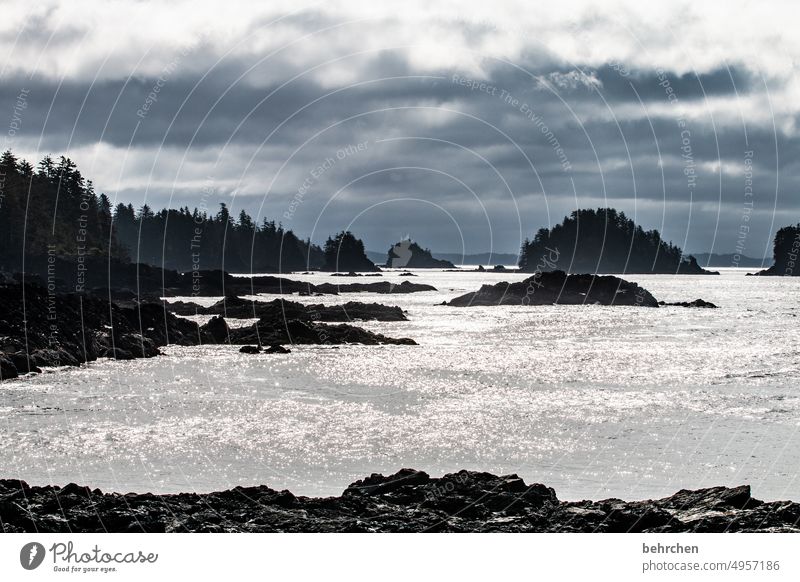 wild und ungezähmt Ausflug Ferien & Urlaub & Reisen Ferne Fernweh Vancouver Island fantastisch Farbfoto Freiheit Abenteuer Kanada Nordamerika British Columbia