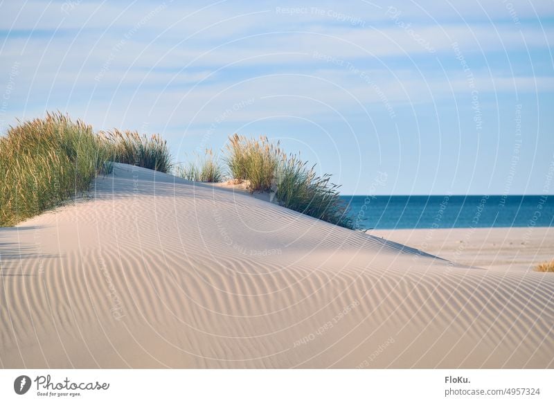 Dünen am Strand von Saltum in Dänemark Sand Urlaub Küste Nordsee Ferien & Urlaub & Reisen Meer Natur Landschaft Himmel Dünengras Nordseeküste Wolken Umwelt