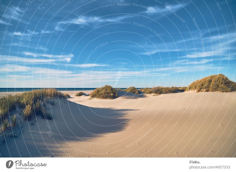 Dünen an der Nordseeküste in Nordjütland Strand Sand Urlaub Küste Dänemark Ferien & Urlaub & Reisen Meer Natur Landschaft Himmel Dünengras Wolken Umwelt