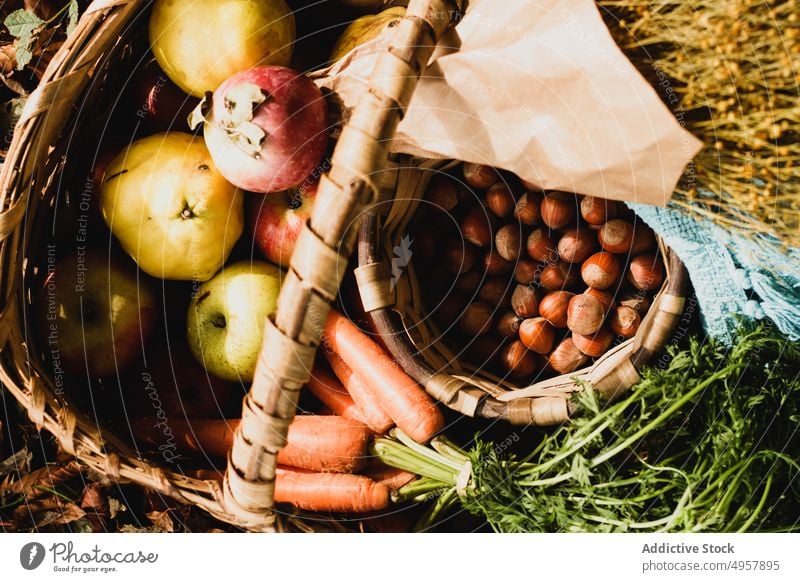 Leckere frische reife geerntete Früchte im Korb im Garten Ernte Frucht Gemüse Lebensmittel Gesundheit Picknick Boden Gartenbau Mahlzeit natürlich Ernährung