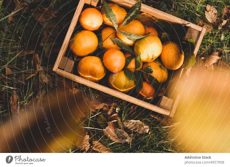 Frische tropische Früchte in Holzkiste im Herbst Obstgarten orange Ernte Frucht Kiste saftig exotisch Lebensmittel reif Gesundheit Gartenbau natürlich frisch