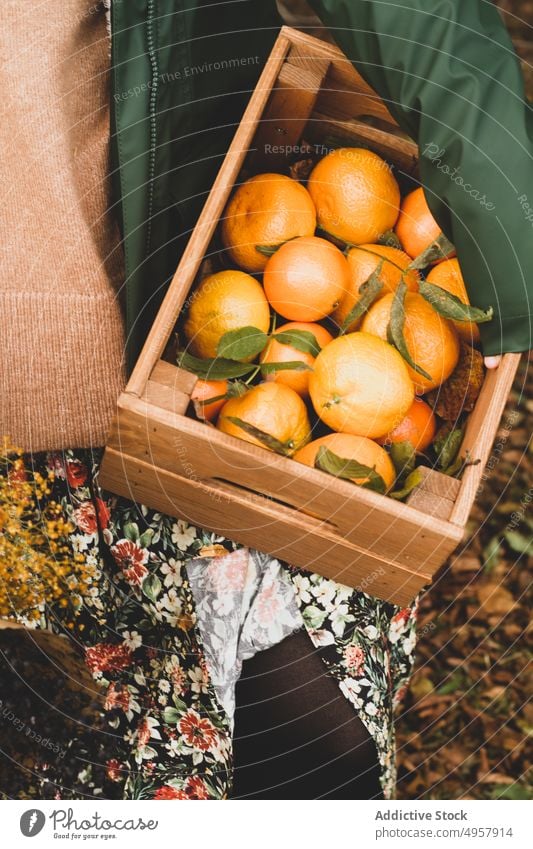 Anonyme Frau mit frischen tropischen Früchten in Holzkiste im Obstgarten orange Ernte Frucht Kiste Landwirt saftig Lebensmittel reif Gesundheit Gartenbau