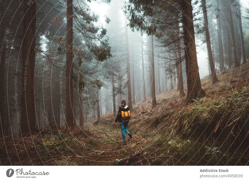 Frau erkundet einen nebligen Wald Landschaft Bäume Herbst Waldgebiet Natur friedlich Berge u. Gebirge Laubwerk ruhig Umwelt Saison üppig (Wuchs) magisch