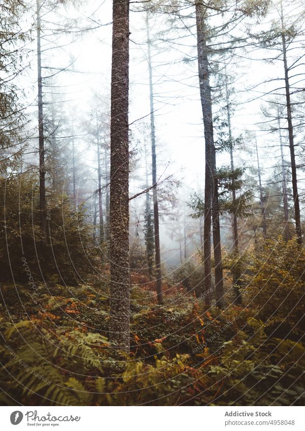 Fantastischer Wald voller Nebel Landschaft Bäume Herbst Waldgebiet Natur friedlich Berge u. Gebirge Laubwerk ruhig Umwelt Saison üppig (Wuchs) magisch