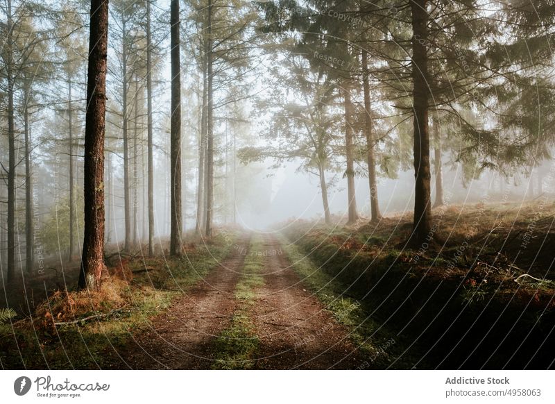 Fantastischer Wald voller Nebel Weg Landschaft Bäume Herbst Waldgebiet Natur friedlich Berge u. Gebirge Laubwerk ruhig Umwelt Saison üppig (Wuchs) magisch