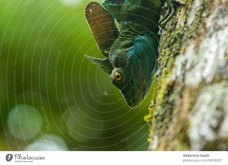 Grüner Basiliscus plumifrons auf Baum im Wald Basiliskus plumifrons Lizard grün Lebensraum natürlich Kofferraum Reptil Gefiederter Basilisk Waldgebiet Sommer