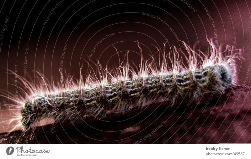schmetterling in spe Tier Schmetterling dunkel Gegenlicht Natur Raupe Makroaufnahme