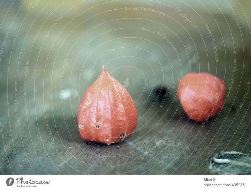 Physalis Frucht Dekoration & Verzierung Herbst Blüte verblüht dehydrieren rot Lampionblume Tischdekoration Herbstlaub herbstlich Holz Stillleben Farbfoto