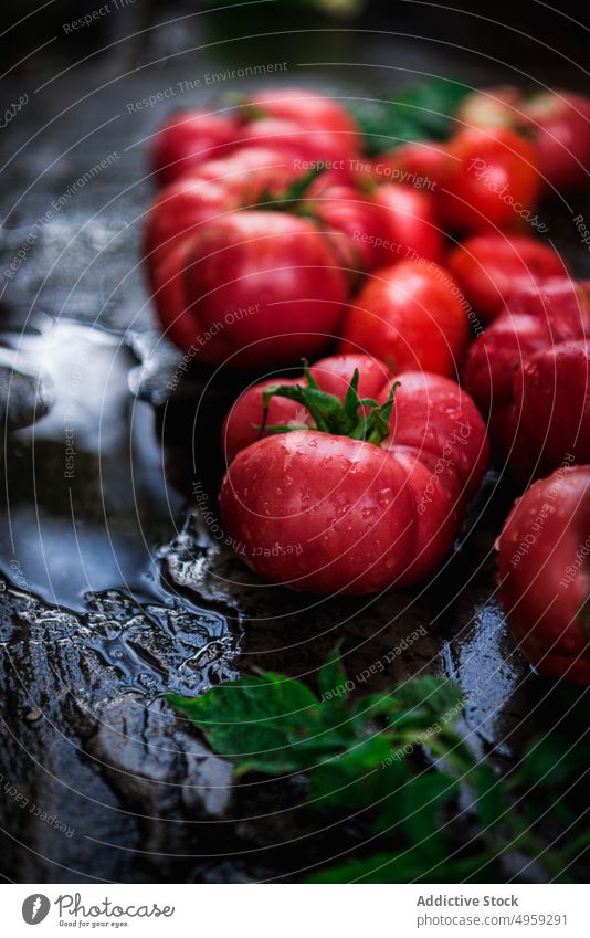 Rote leckere nasse Tomaten aus dem Obstgarten Lebensmittel Frucht wachsen Landwirtschaft Gesundheit Blatt Gemüse Garten saftig Natur Markt Ernährung Farbe