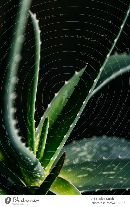 Aloe vera Blätter Agave Aloe Vera Botanik Kaktus Kosmetik Dekor Garten grün Gesundheit Zimmerpflanze saftig Blatt Makro Spitze tropisch Natur hell schwarz