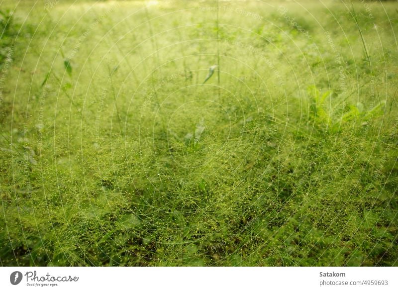 Regentropfen auf flauschiger Unkrautblüte im goldenen Licht am Morgen im Freien Pflanze Umwelt Feld Hintergrund Blume Natur frisch Blatt natürlich grün