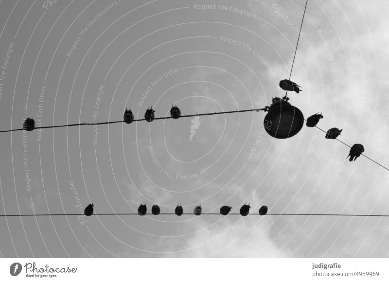 Vögel auf der Leitung Vogel Himmel Lampe Straßenlaterne Elektrizität Straßenbeleuchtung Laterne Licht Wolken Tauben Stadt Beleuchtung urban Schwarzweißfoto