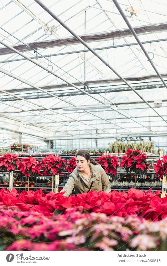 Frau kauft Topfpflanze in modernem Gewächshausmarkt Poinsettie Baum Markt wählen Zimmerpflanze kaufen Pflanze Verbraucher Gärtner Fokus Blumenhändler Wahl