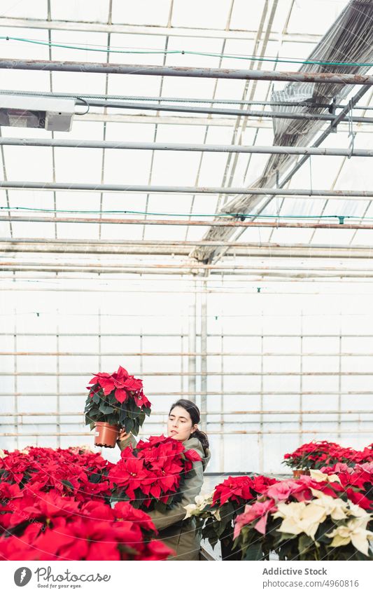 Frau kauft Topfpflanze in modernem Gewächshausmarkt Poinsettie Baum Markt wählen Zimmerpflanze kaufen Pflanze Verbraucher Gärtner Fokus Blumenhändler Wahl