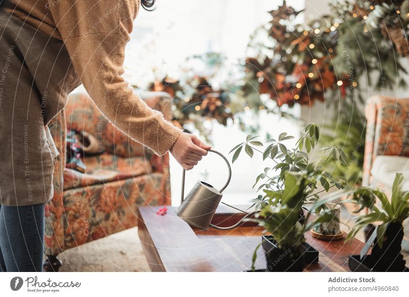 Frau bewässert kleine grüne Zimmerpflanzen zu Hause Wasser Dose Hand Pflanze Pflege eingetopft heimwärts liquide lässig frisch natürlich aqua Flora organisch