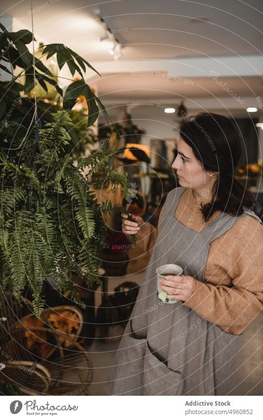 Ruhiger, nachdenklicher Florist, der den Zustand eines Farns überprüft, während er eine Kaffeepause in einem modernen Blumenladen macht Frau Wurmfarn Blatt