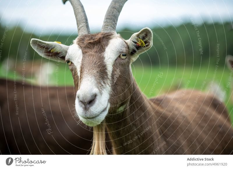 Thüringer Ziege weidet in der Nähe der Herde weiden Weide Gras Kauen Landschaft heimisch Tier Sommer Feld Pflanzenfresser Fauna Rind Ackerbau Viehbestand Wiese