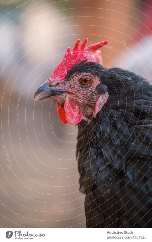 Schwarzes Haushuhn auf dem Bauernhof Hähnchen Vogel Feder Kamm schwarz heimisch Gefieder Landschaft Sommer Tier Geflügel Bargeld Federvieh Ornithologie