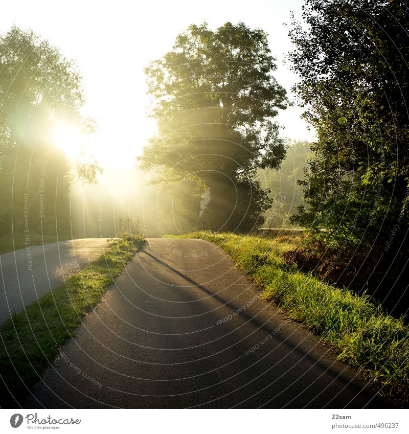 ins Licht! Umwelt Natur Landschaft Sonne Sonnenaufgang Sonnenuntergang Sonnenlicht Sommer Schönes Wetter Baum Sträucher Wiese Verkehrswege Straße Wege & Pfade