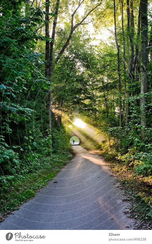 ..ins Licht! Fahrradfahren 1 Mensch Umwelt Natur Landschaft Sonnenaufgang Sonnenuntergang Sonnenlicht Sommer Schönes Wetter Baum Wald frisch nachhaltig