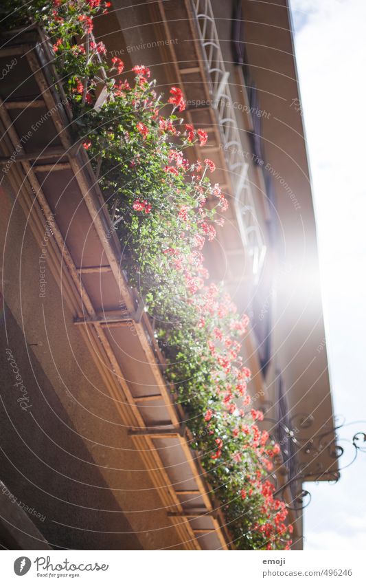 retro Umwelt Natur Pflanze Sommer Blume Topfpflanze Pelargonie Haus grün rot Farbfoto Außenaufnahme Menschenleer Tag Sonnenlicht Sonnenstrahlen Gegenlicht