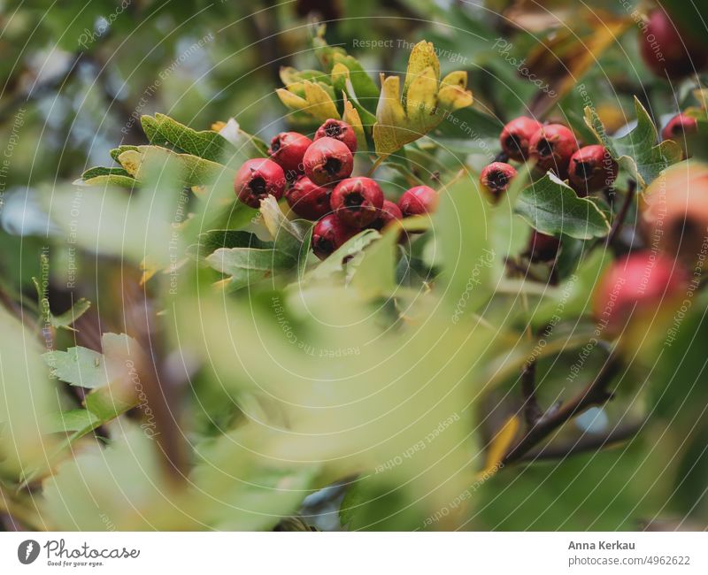 Weissdornbeeren am Strauch Crataegus Crataegus Beeren rote Beeren Weißdornbeeren Wildpflanze Weißdornzweig Heilpflanze herzstärkend Kreislauf stärkend