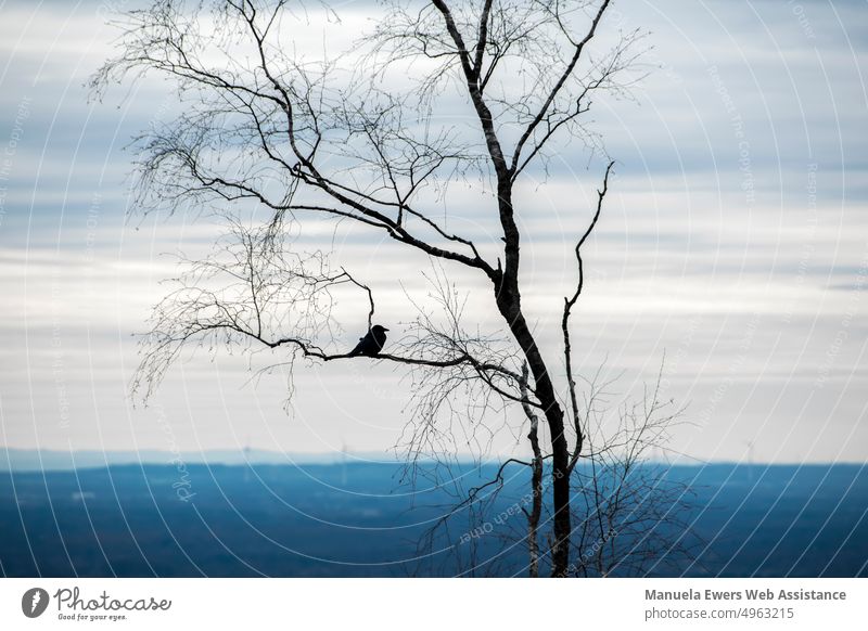 Ein Vogel auf einem übriggebliebenen Baum auf einer Bergkuppe am Hermannsweg in Bielefeld kahler baum vogel ast meer ausblick blau verlassen winter trostlos