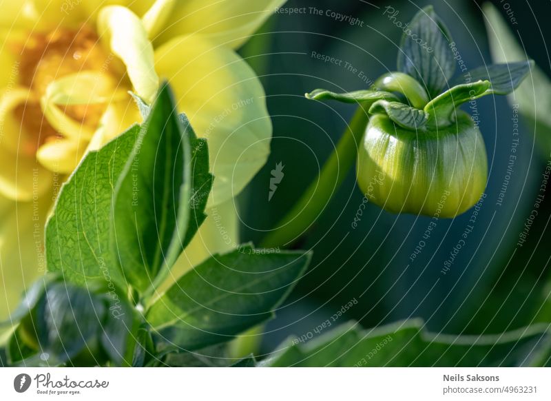 gelbe Dahlienknospe allein Blütezeit Blütenknospen Konzept Dahlienblüte geblümt Blume Garten Gartenarbeit grün Blatt Blätter natürlich Natur Pflanze Raum