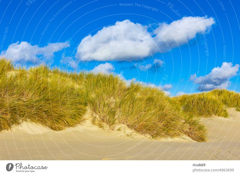 Landschaft mit Dünen auf der Nordseeinsel Amrum Insel Küste Strand Nordfriesische Insel Meer Nordseeküste Reiseziel Schleswig-Holstein Urlaub Natur Deutschland