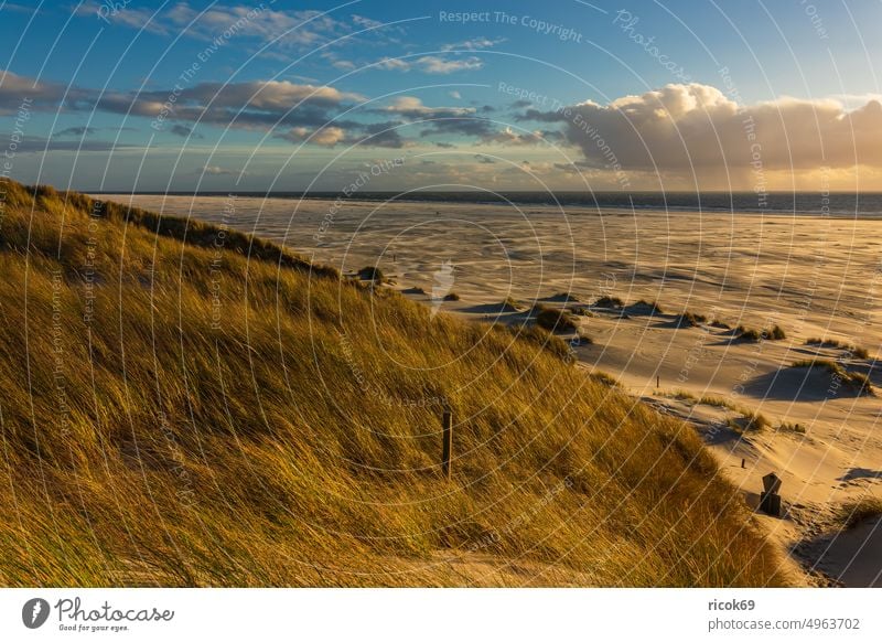 Landschaft mit Dünen auf der Nordseeinsel Amrum Insel Küste Strand Nordfriesische Insel Meer Nordseeküste Reiseziel Schleswig-Holstein Urlaub Natur Deutschland