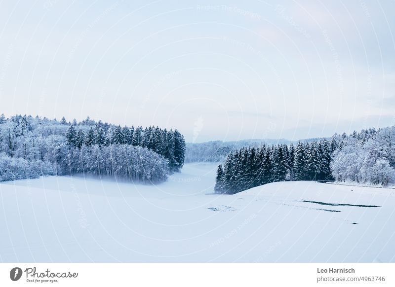 Schneewiese mit Schneewald Winter Kälte frieren Frost Dezember Januar Winterwald Schneelandschaft ländlich winterlich schneebedeckt Wintertag Jahreszeit