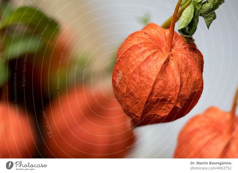 Frucht von Physalis alkekengi, Blasen- oder Judenkirsche, Lampionblume Blasenkirsche Kelchblätter orangefarbig Früchte Solanaceae Nachtschattengewächse